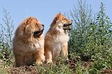 CHOW CHOW 142